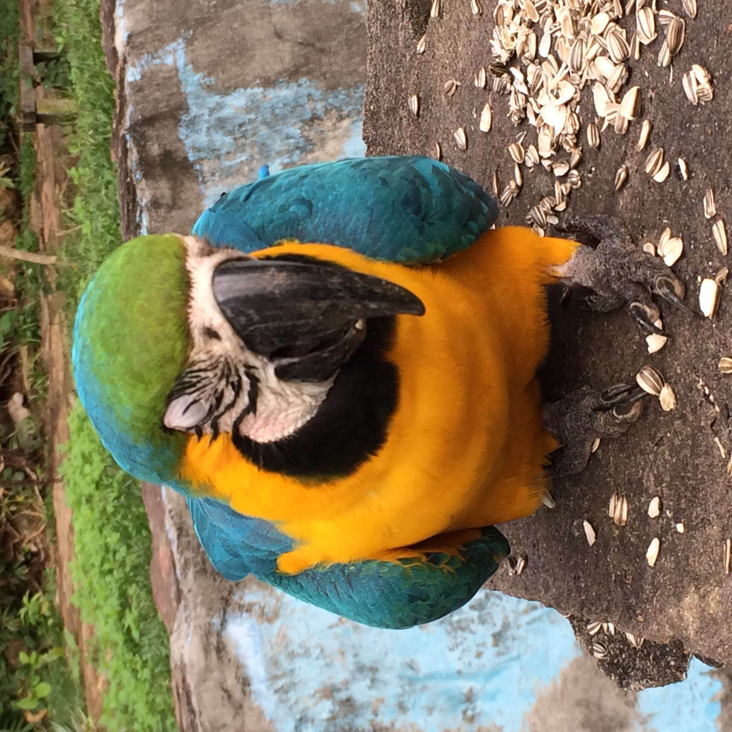 Image of Blue-and-yellow Macaw