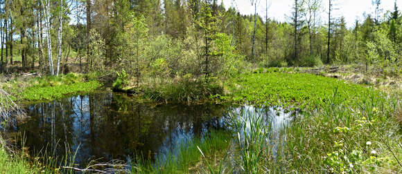 Image of Marsh Horsetail