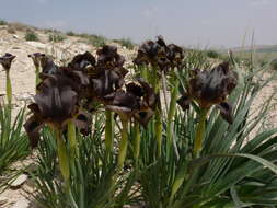 Image of Iris bostrensis Mouterde