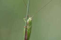 Image of Long-winged conehead