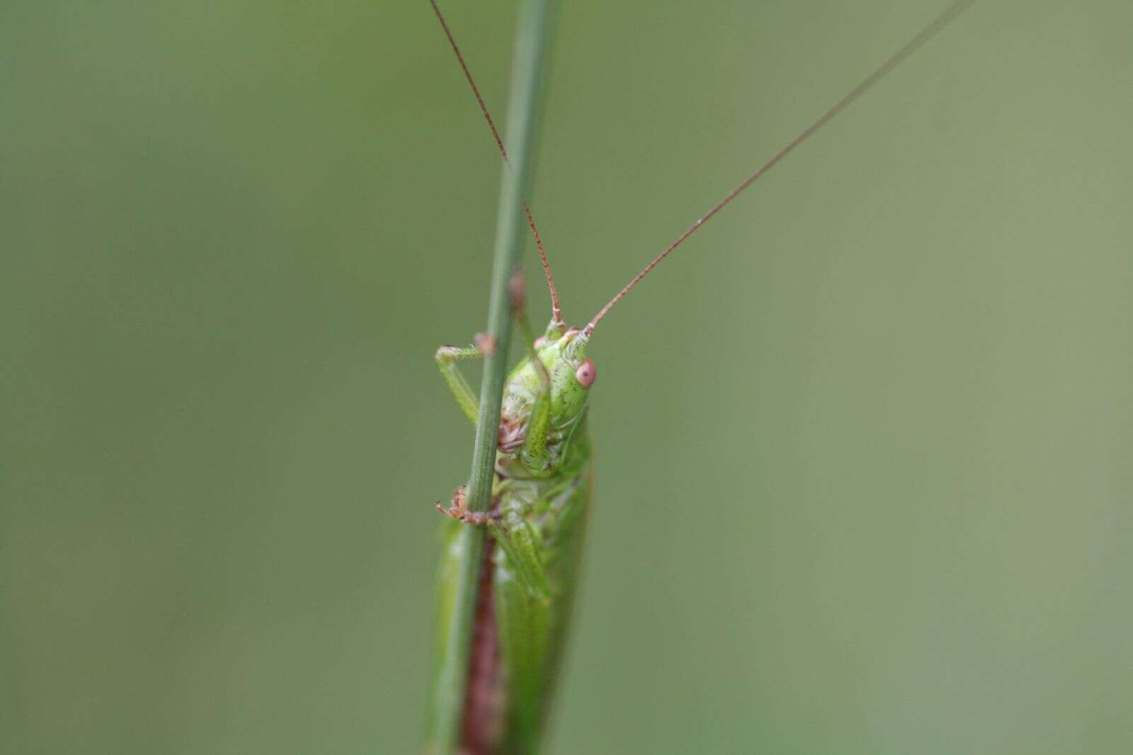 Image of Long-winged conehead