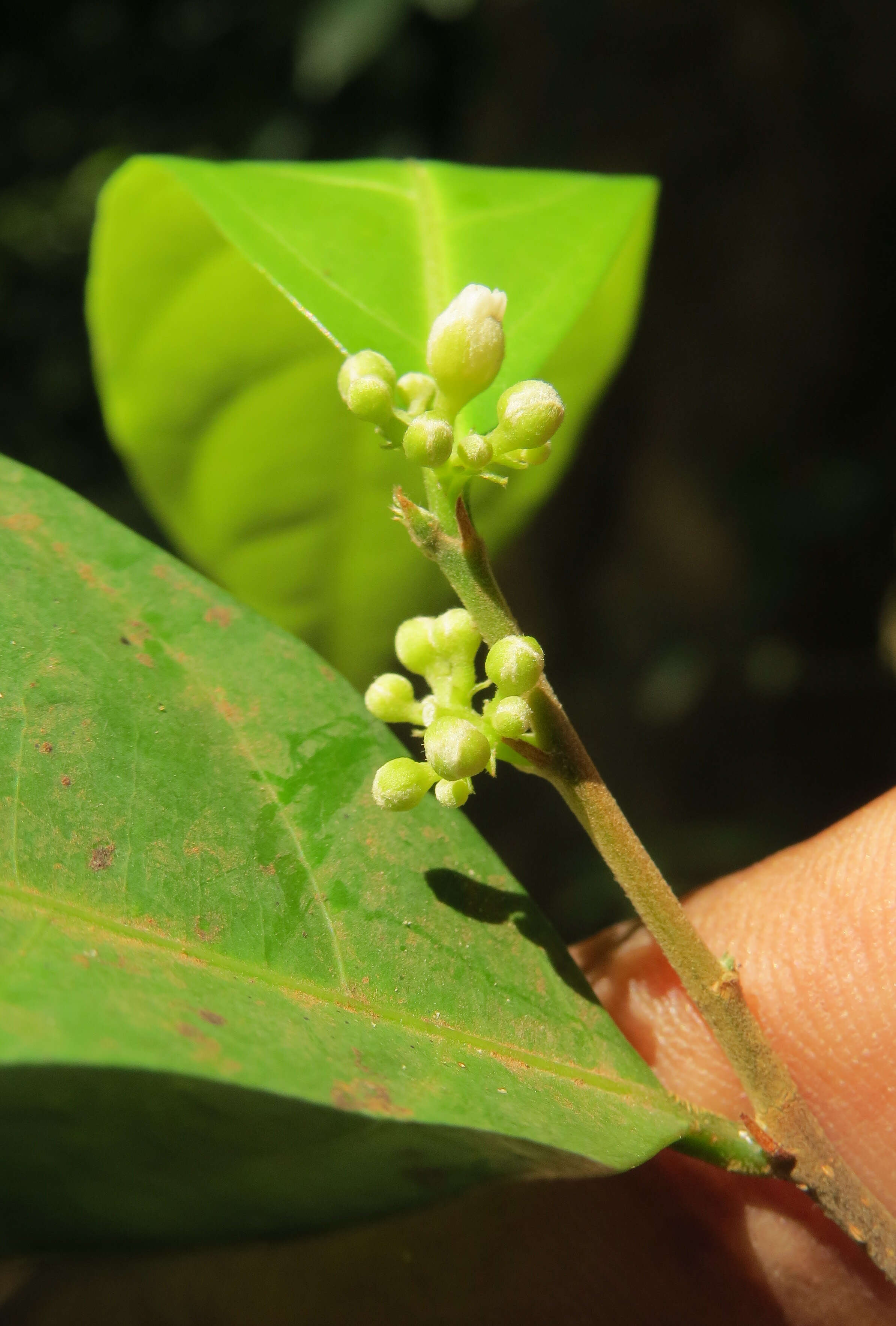 Слика од Dichapetalum gelonioides (Roxb.) Engl.