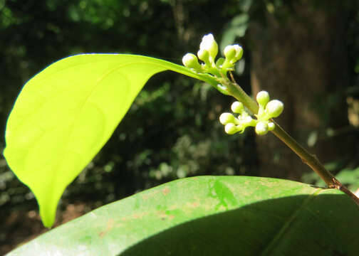 Image of Dichapetalum gelonioides (Roxb.) Engl.