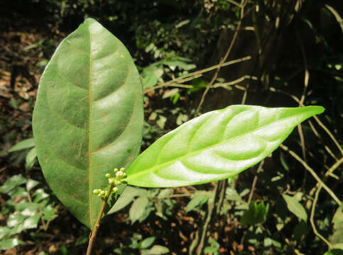 Image of Dichapetalum gelonioides (Roxb.) Engl.