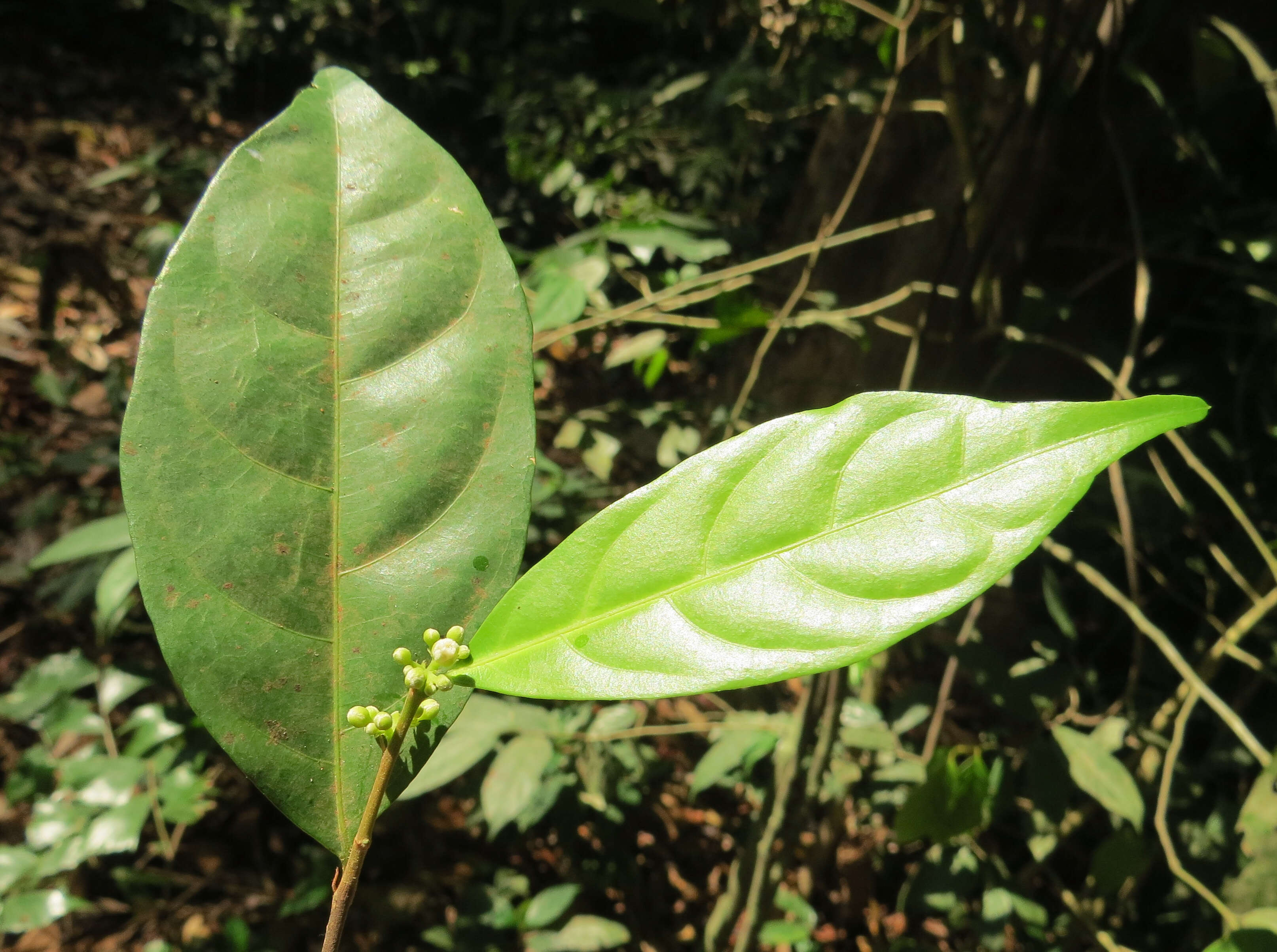 Слика од Dichapetalum gelonioides (Roxb.) Engl.