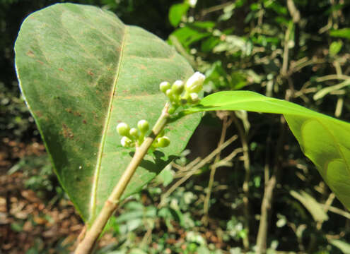 Image of Dichapetalum gelonioides (Roxb.) Engl.