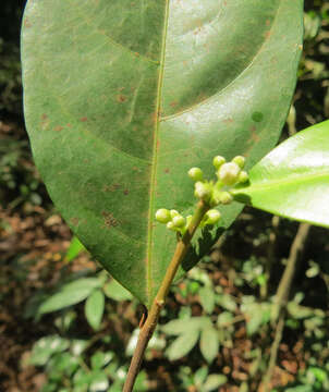 Image of Dichapetalum gelonioides (Roxb.) Engl.