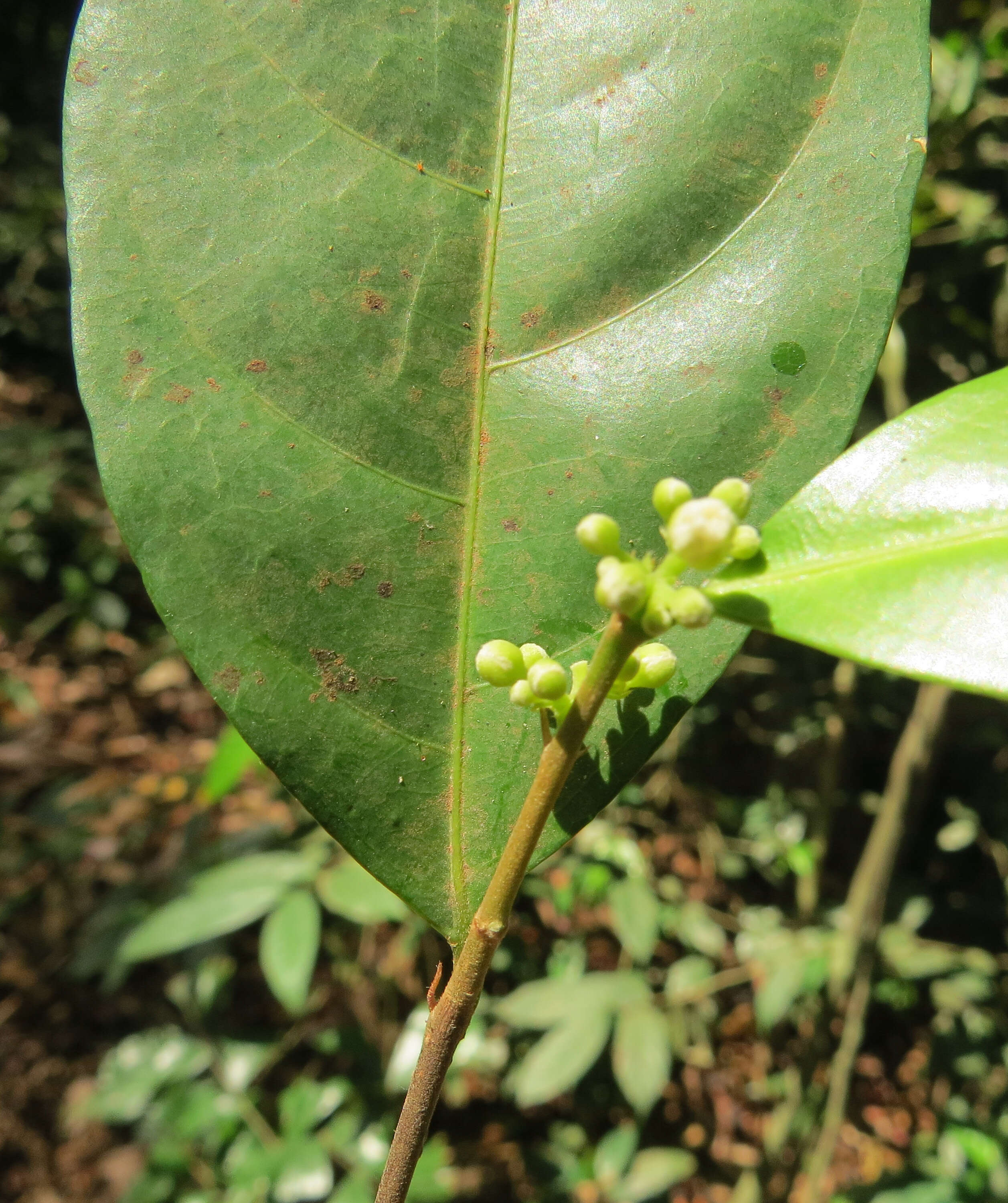 Imagem de Dichapetalum gelonioides (Roxb.) Engl.