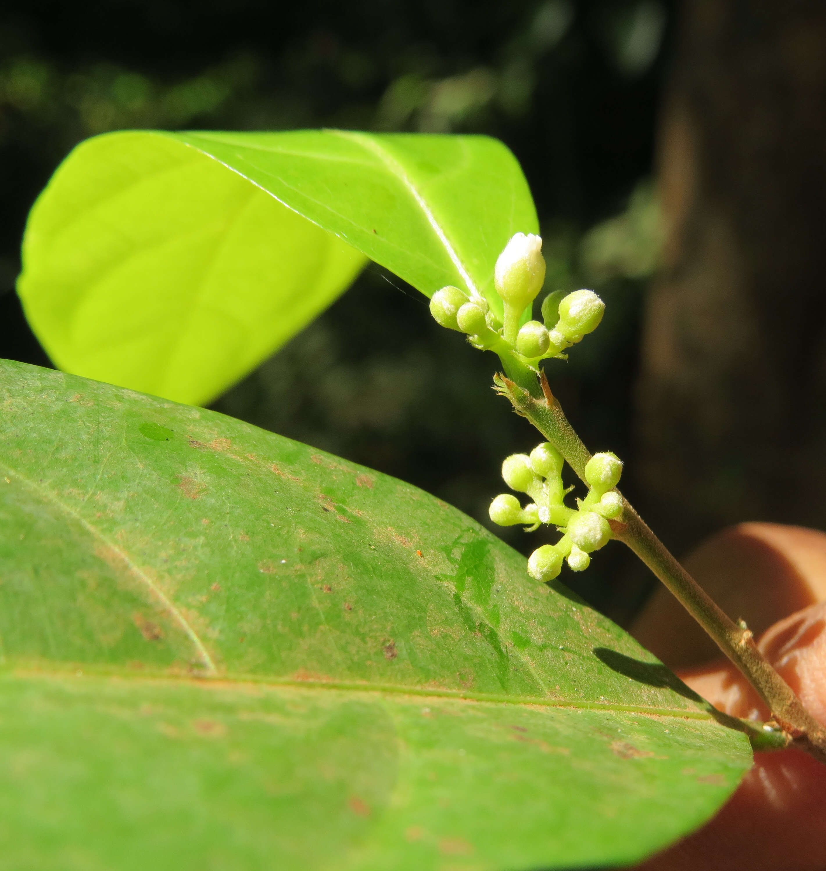 Слика од Dichapetalum gelonioides (Roxb.) Engl.