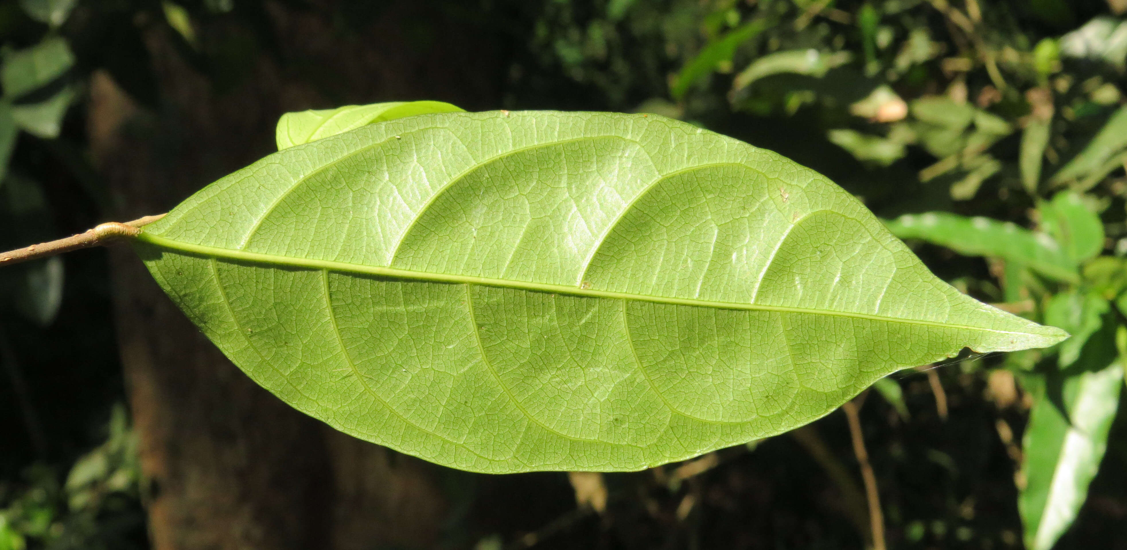 Imagem de Dichapetalum gelonioides (Roxb.) Engl.