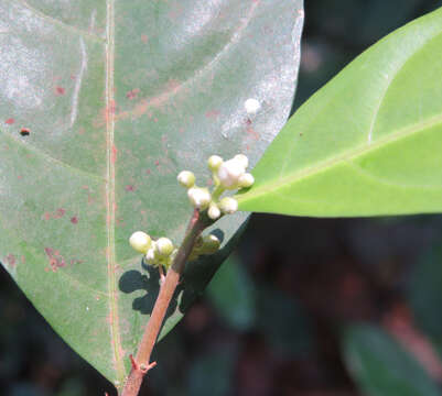 Image of Dichapetalum gelonioides (Roxb.) Engl.