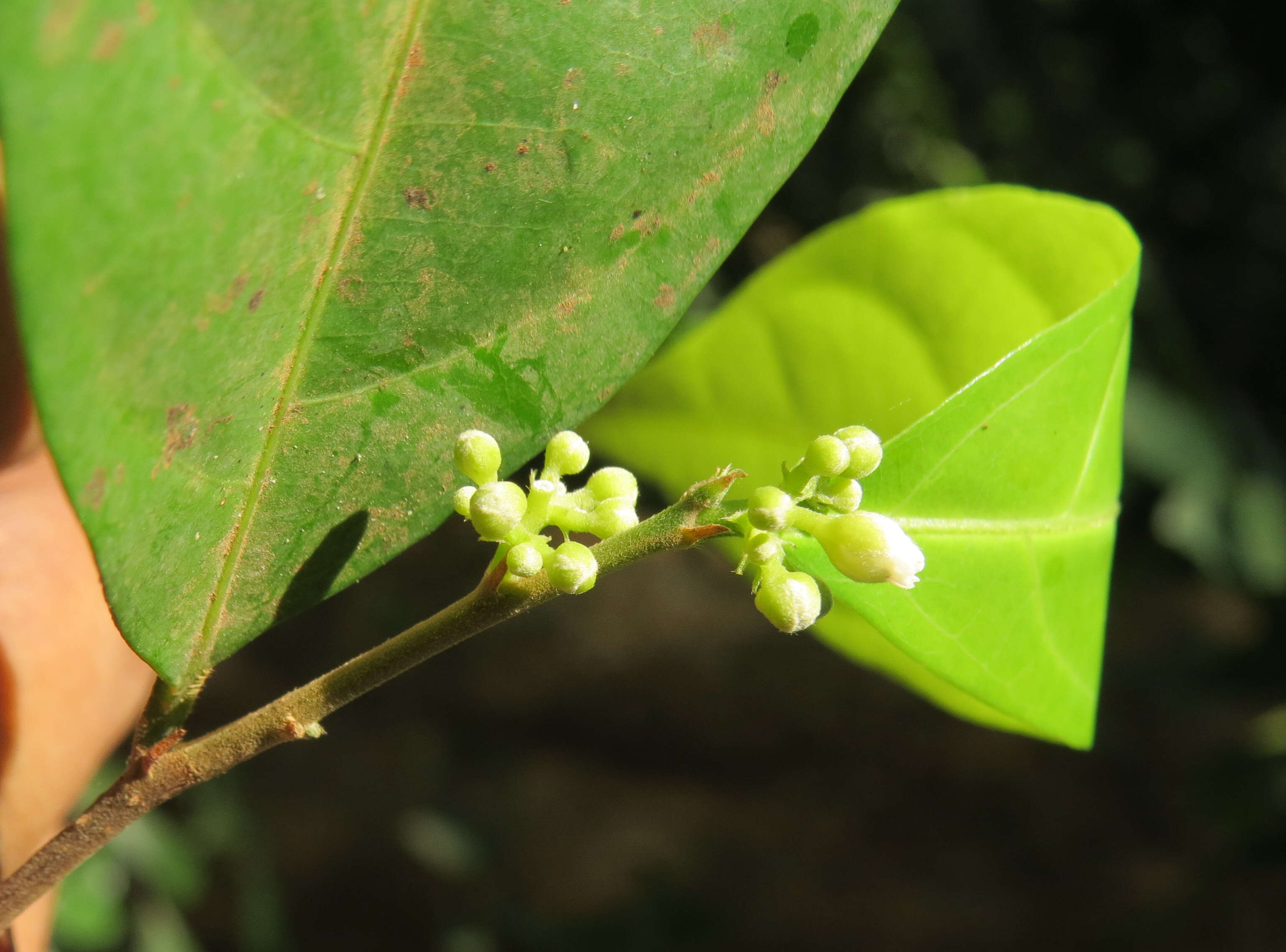 Слика од Dichapetalum gelonioides (Roxb.) Engl.