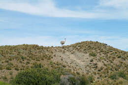 Image of Lesser Rhea