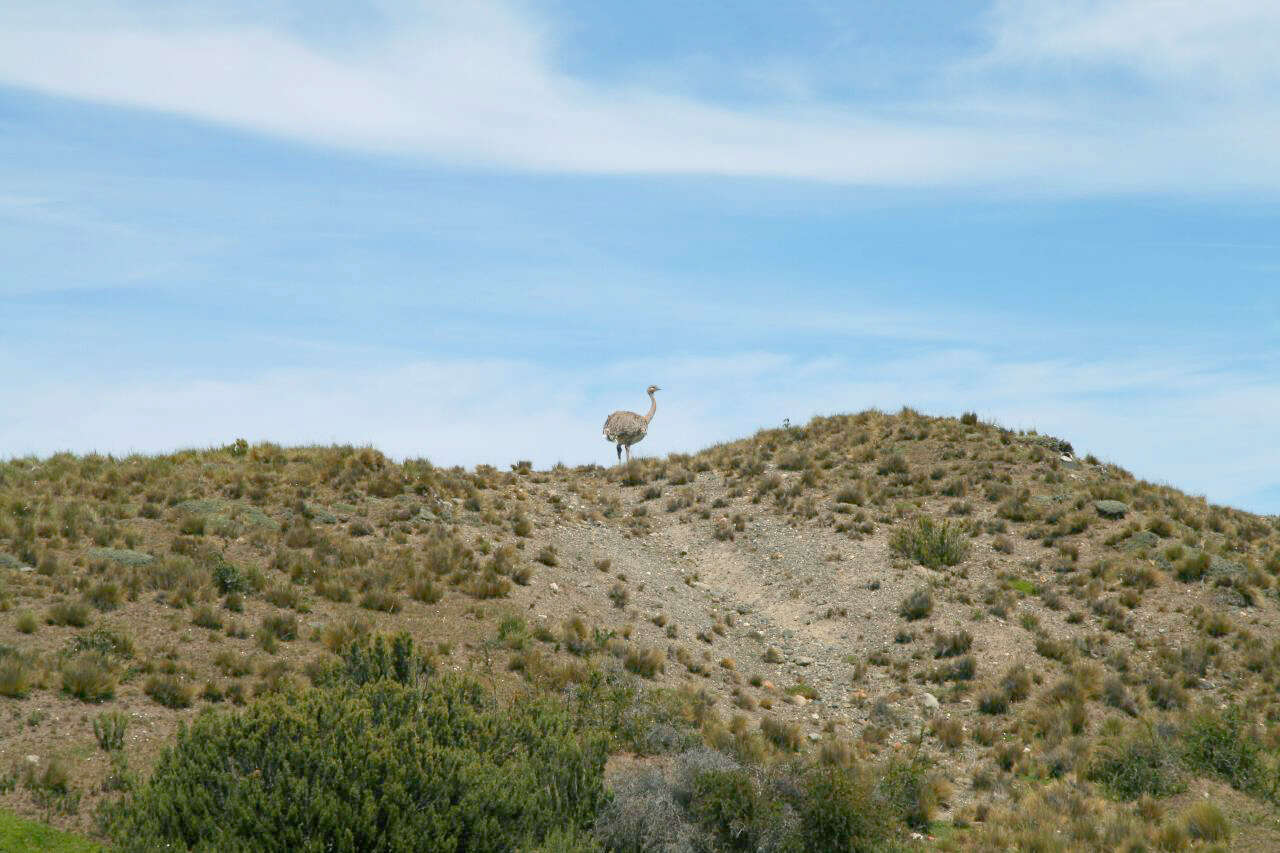 Image of Lesser Rhea