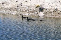 Image of Giant Coot