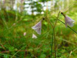 Image of Twinflower