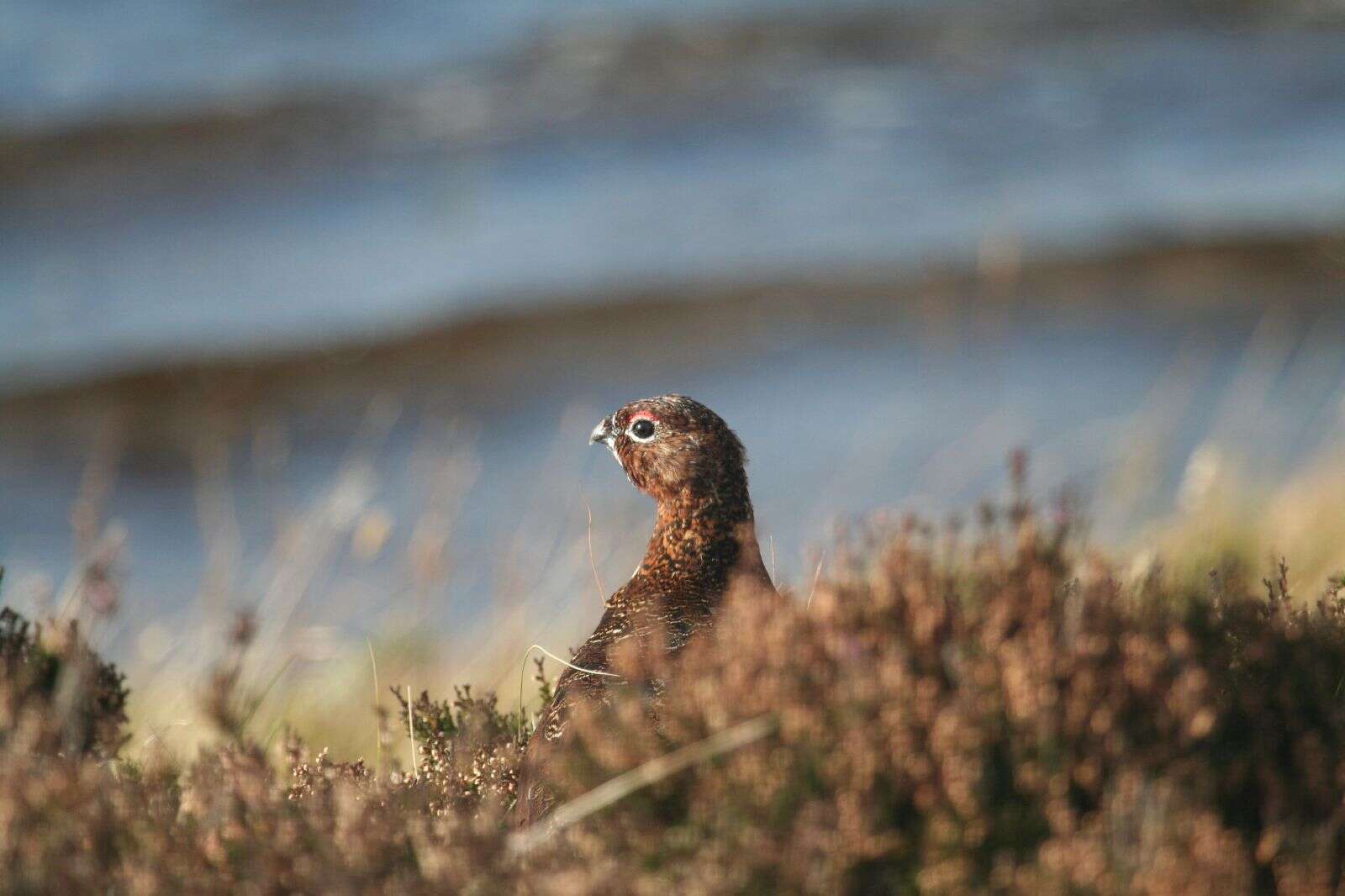 Imagem de Lagopus lagopus scotica (Latham 1787)