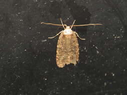 Image of Agonopterix heracliana Linnaeus 1758