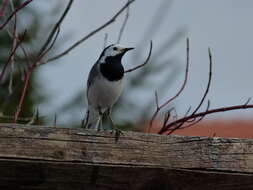 Image of Pied Wagtail and White Wagtail