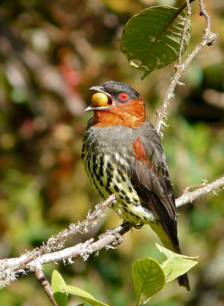 Image of Chestnut-crested Cotinga