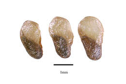 Image of Rhynchocalyx lawsonioides Oliver