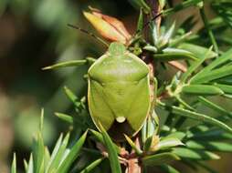 صورة <i>Chlorochroa juniperina</i>