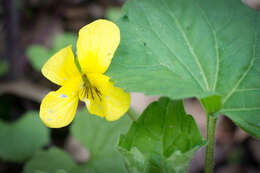 Image of downy yellow violet