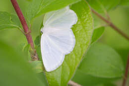 Image of White Spring Moth