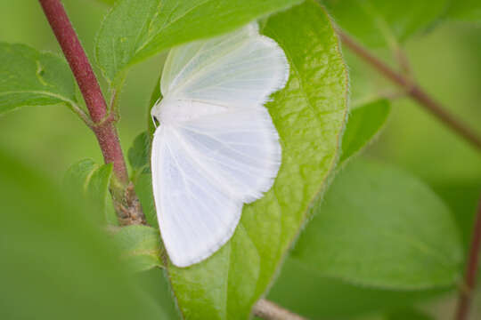 Image of White Spring Moth