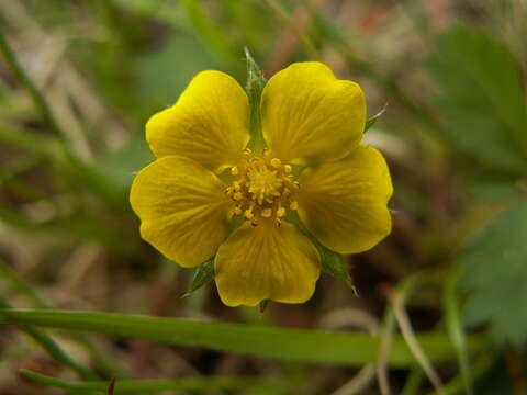 Image of common cinquefoil