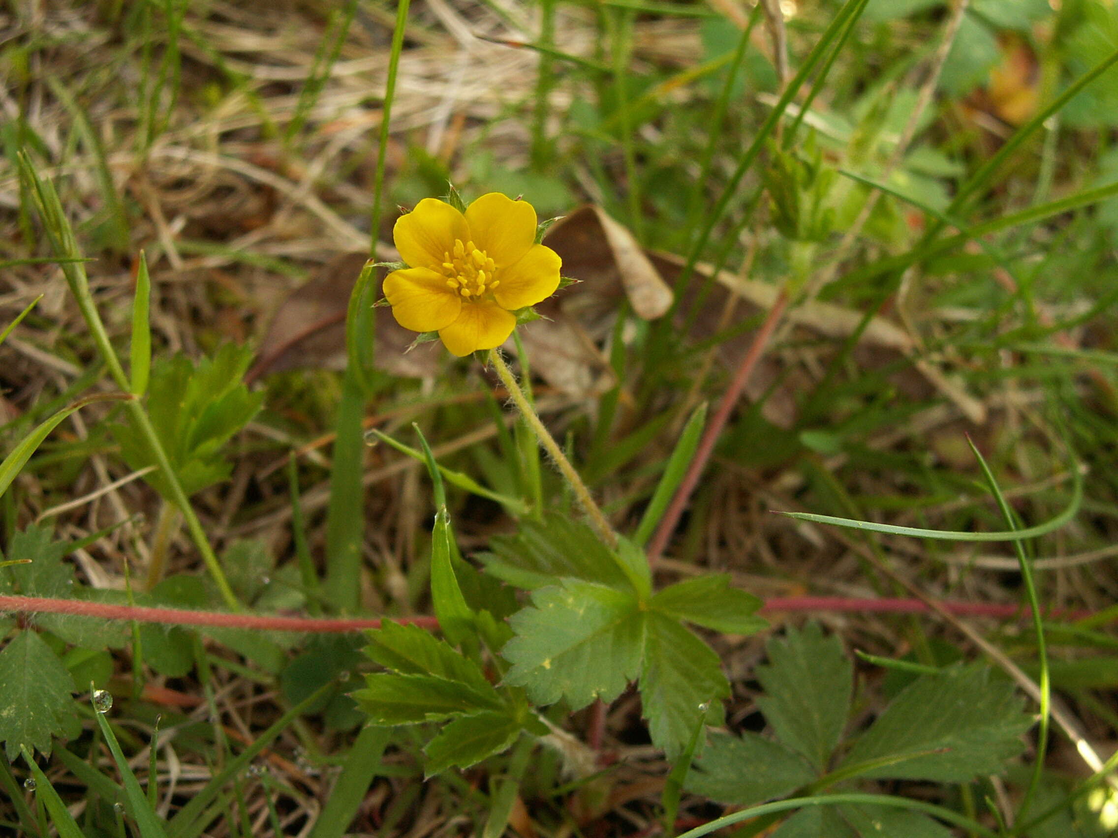 Image of common cinquefoil