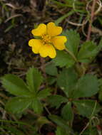 Image of common cinquefoil