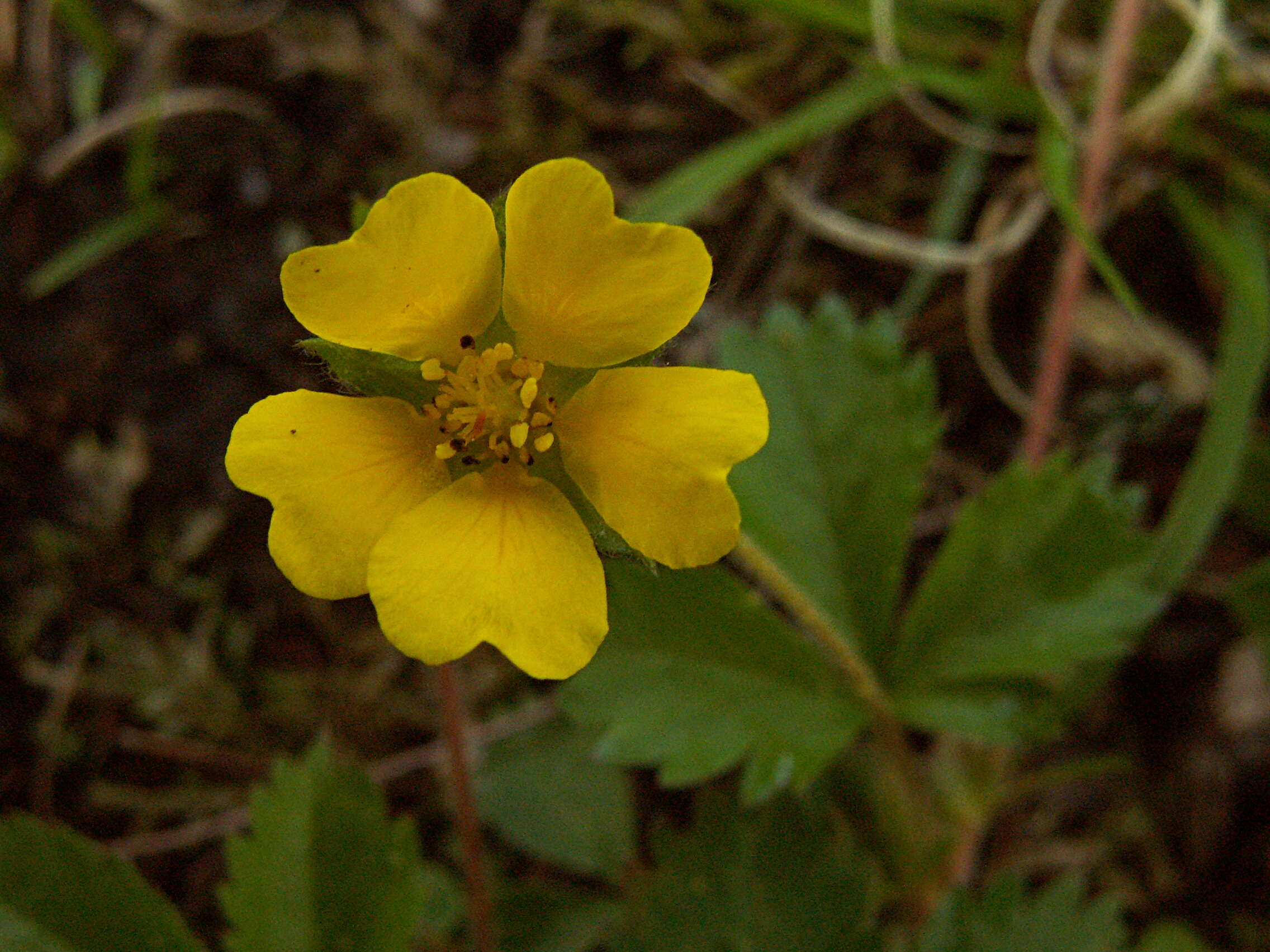 Image of common cinquefoil