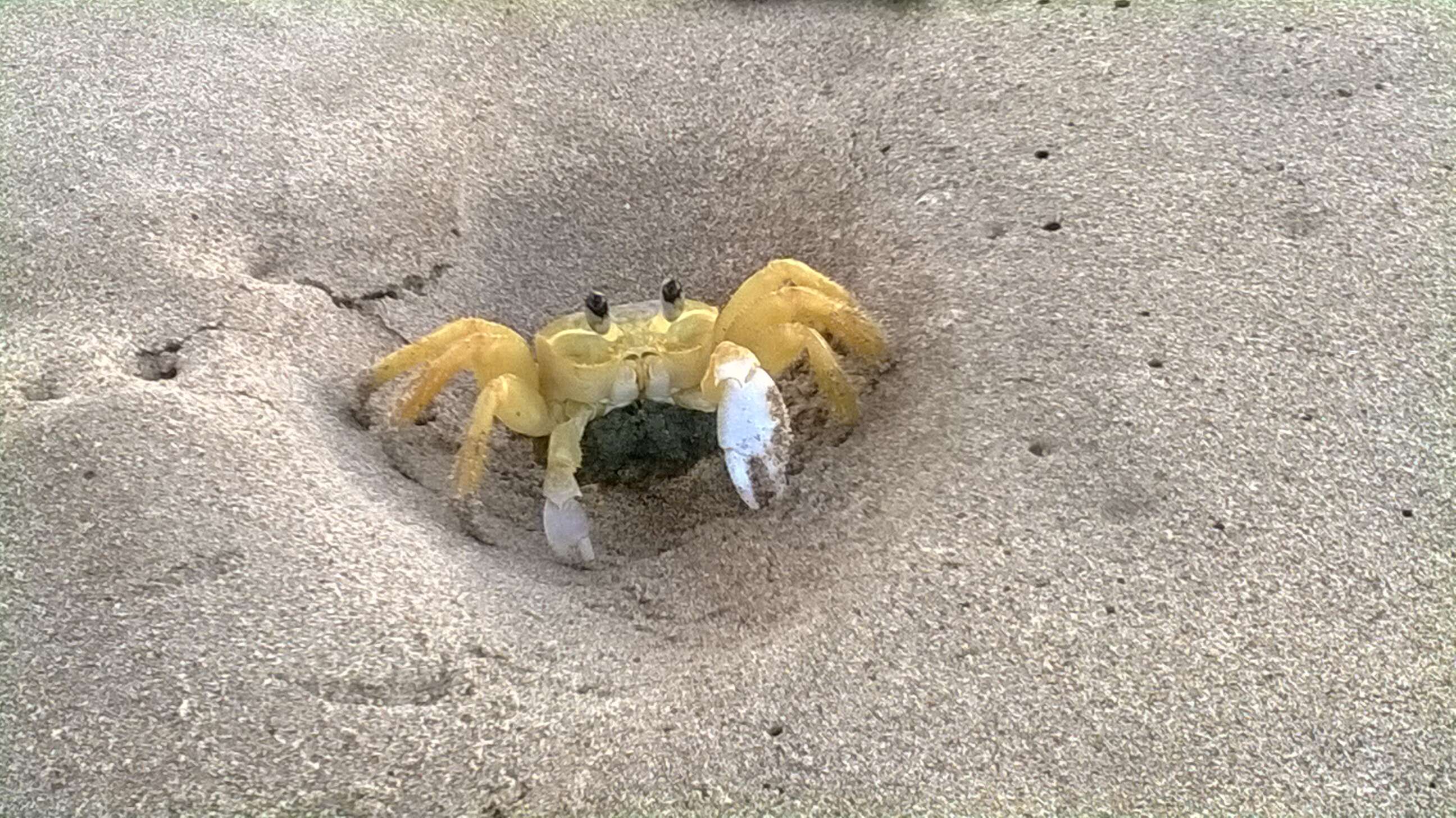 Image of Atlantic Ghost Crab