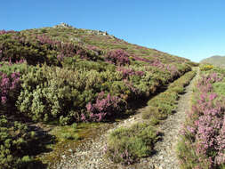 Image of Erica australis L.