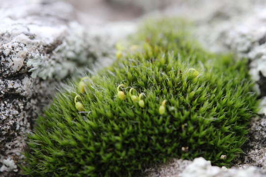 Image of pulvinate dry rock moss