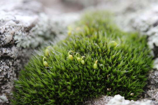 Image of pulvinate dry rock moss