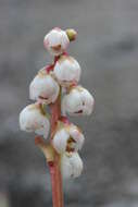 Image of common wintergreen