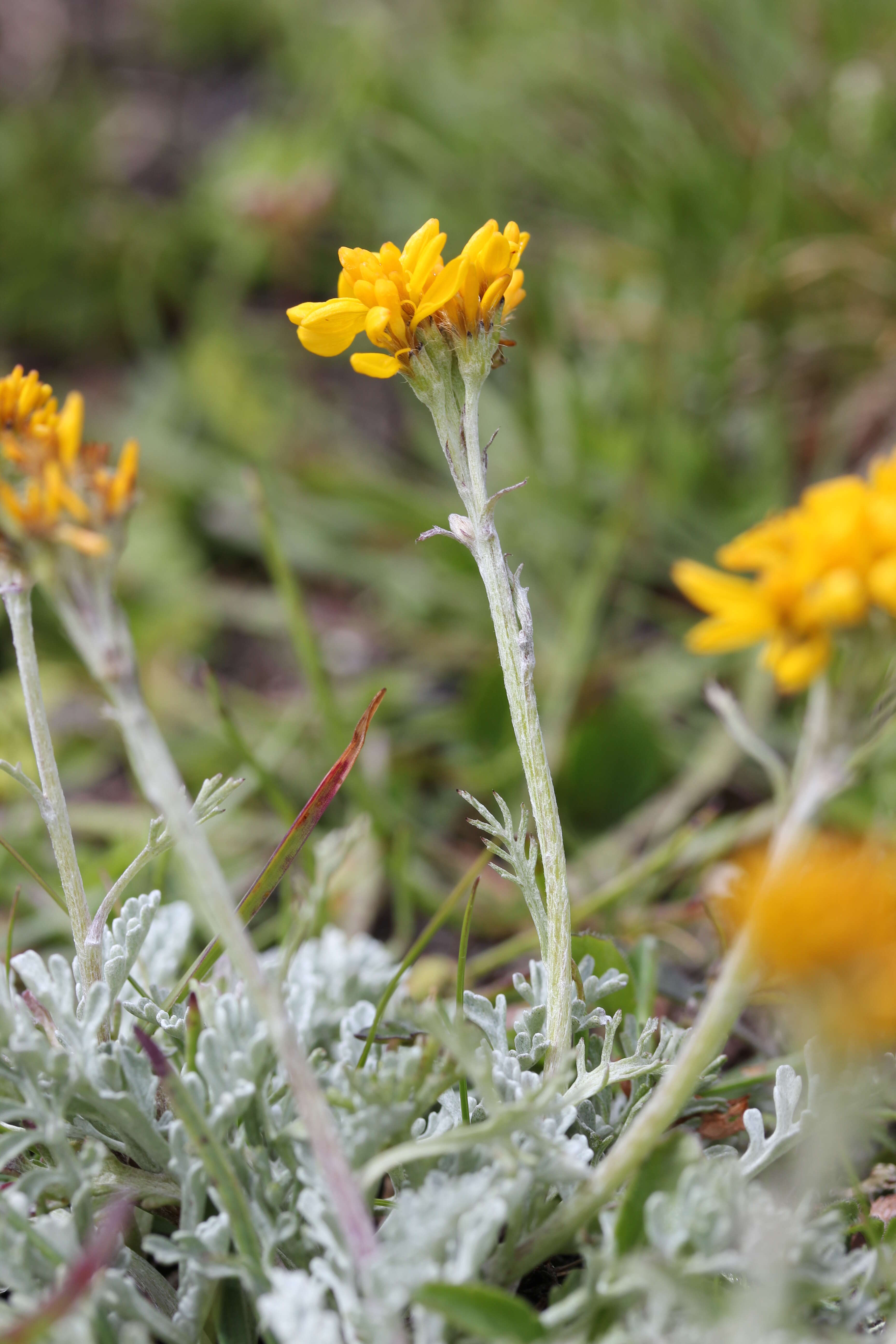 Jacobaea incana (L.) Veldkamp的圖片