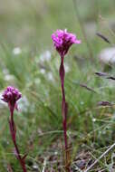 Слика од Silene suecica (Loddiges) Greuter & Burdet