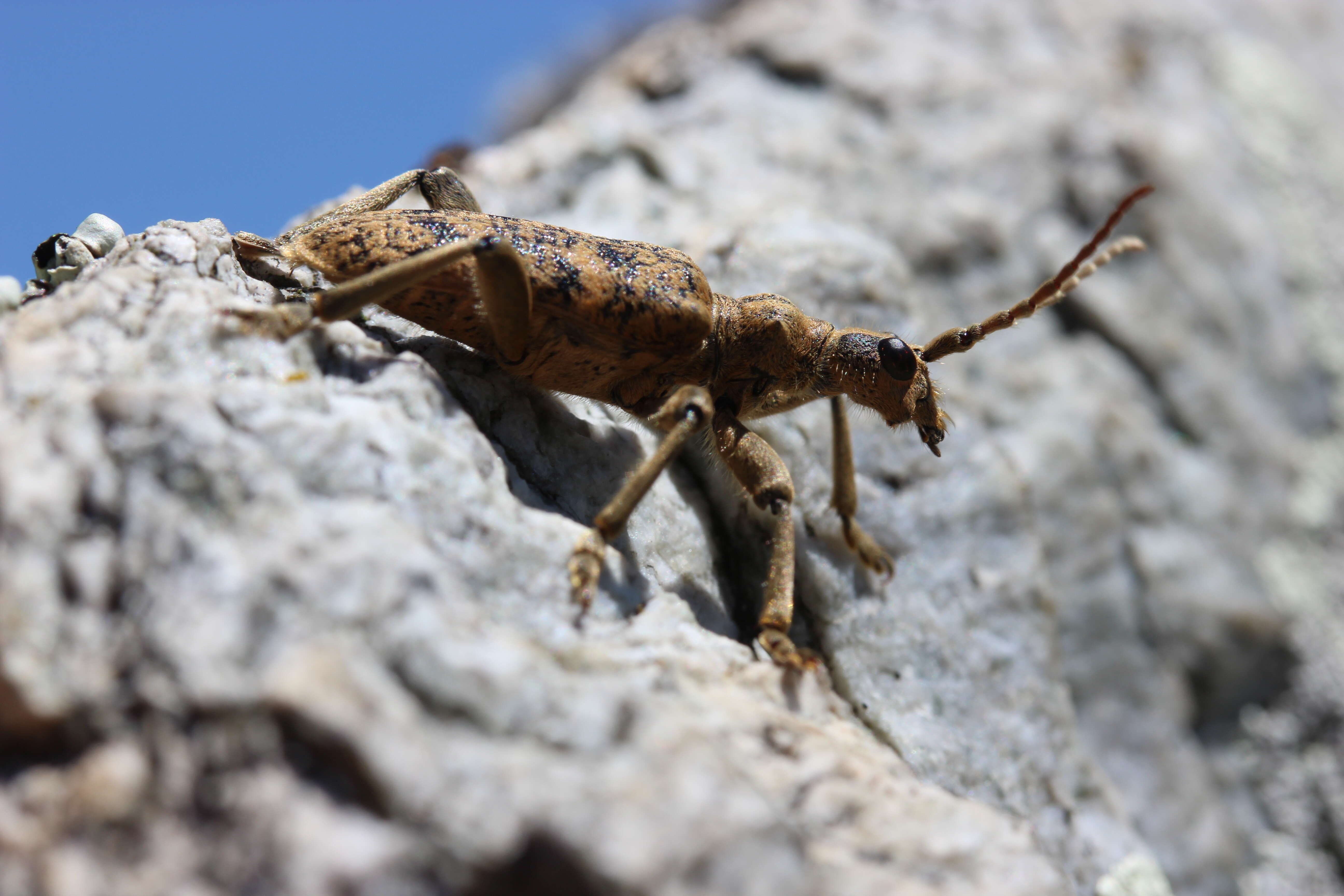 Image of Rhagium (Megarhagium) sycophanta (Schrank 1781)