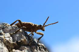 Image of Rhagium (Megarhagium) sycophanta (Schrank 1781)