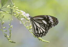 Plancia ëd Danaus (Anosia) melanippus Cramer 1777