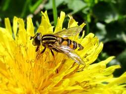 Image of Marsh Hoverfly