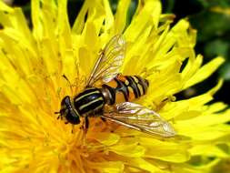 Image of Marsh Hoverfly