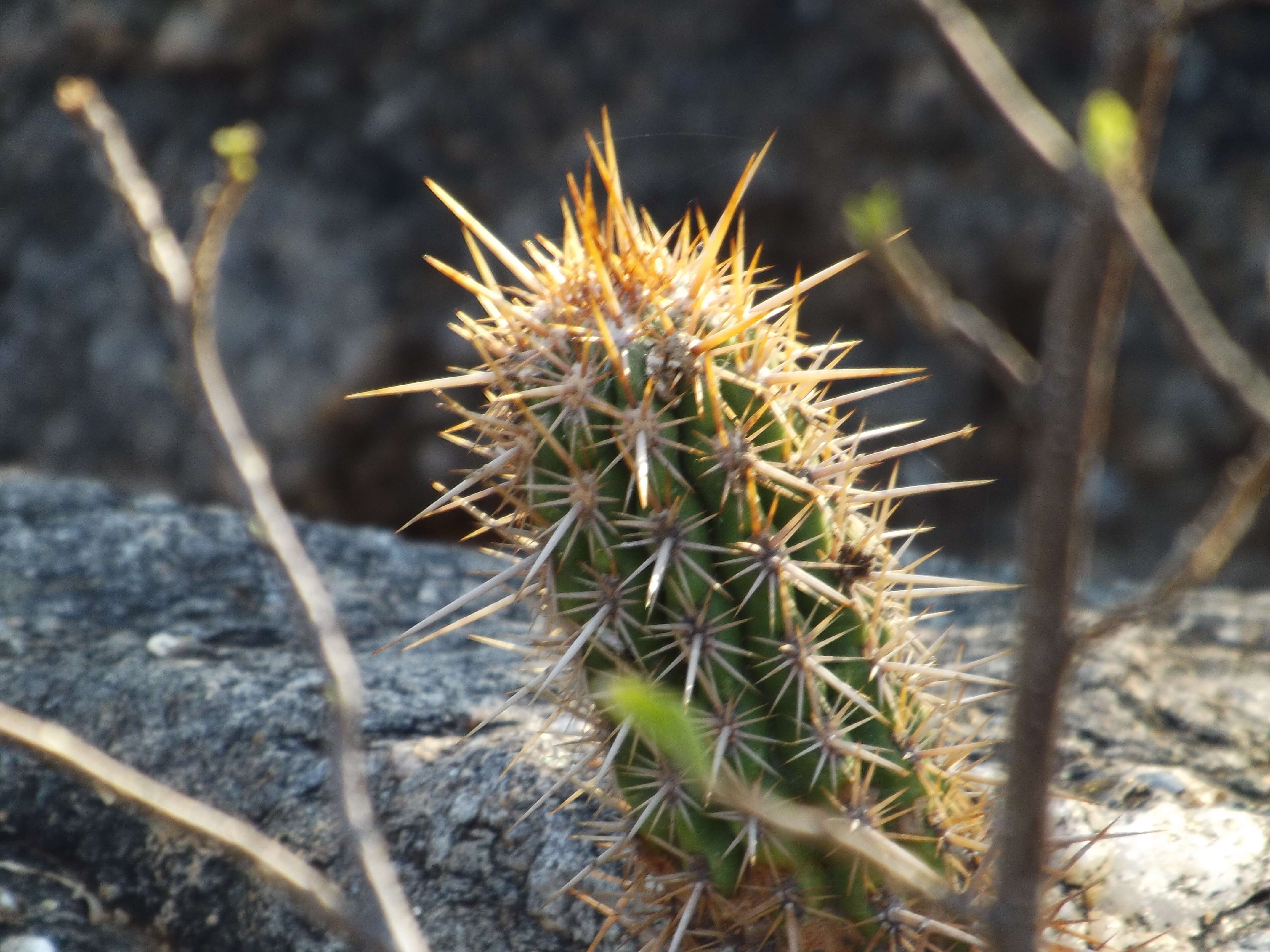 Image of Cereus fricii Backeb.