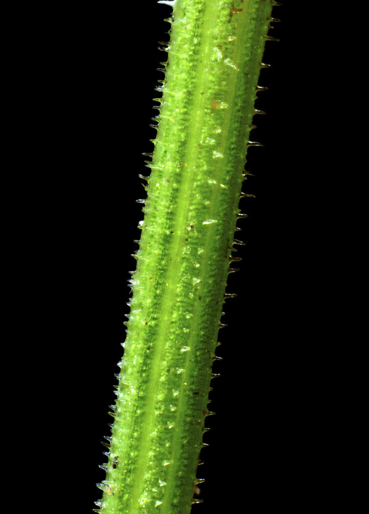 Imagem de Equisetum sylvaticum L.