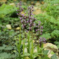 Image of Long-spurred orchid