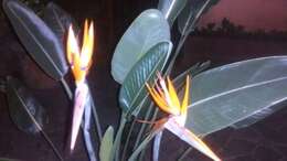 Image of Bird of paradise plant