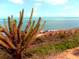 Imagem de Pilosocereus catingicola (Gürke) Byles & G. D. Rowley